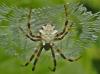 Argiope flavipalpis